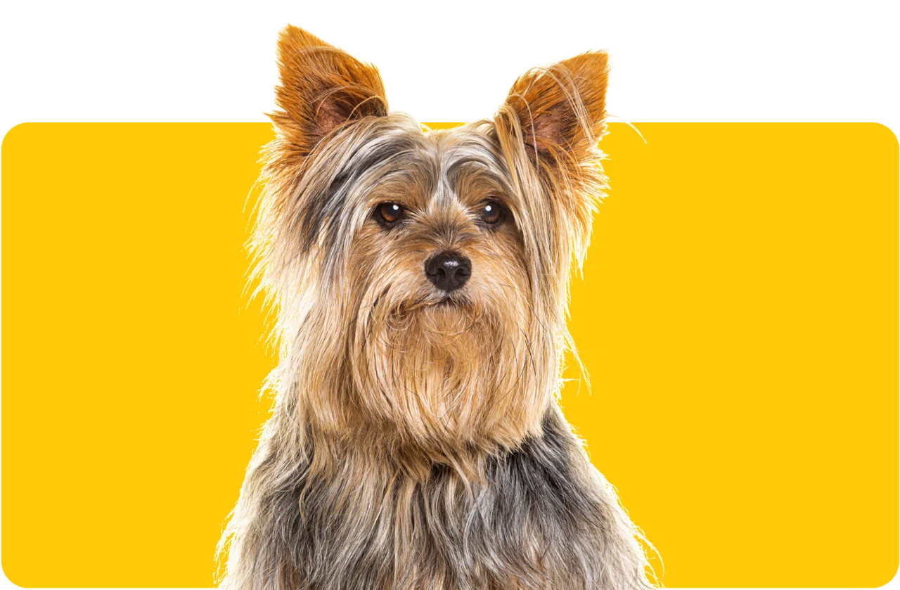Image of a Yorkshire Terrier 